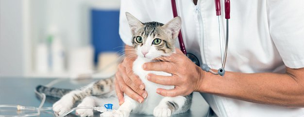 Diagnostic Services | Ridgeview Animal Clinic